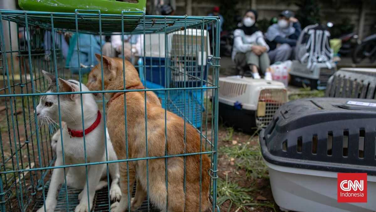 Retired Blora Civil Servant Finally Named Suspect in Cat-Kicking Case