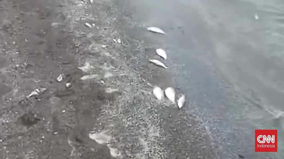 Fish and Shrimp in Tangerang Sea Suspected to Be Affected by Cisadane Chemical Contamination