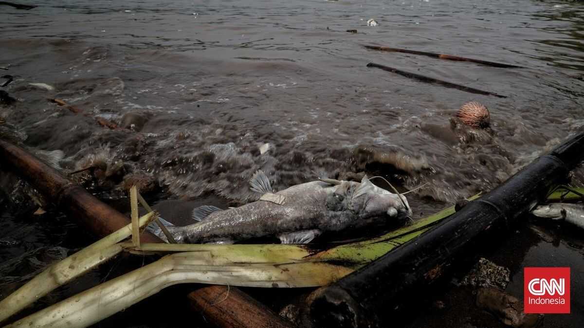 Facts About Cisadane River Contamination: Fish Smell of Diesel