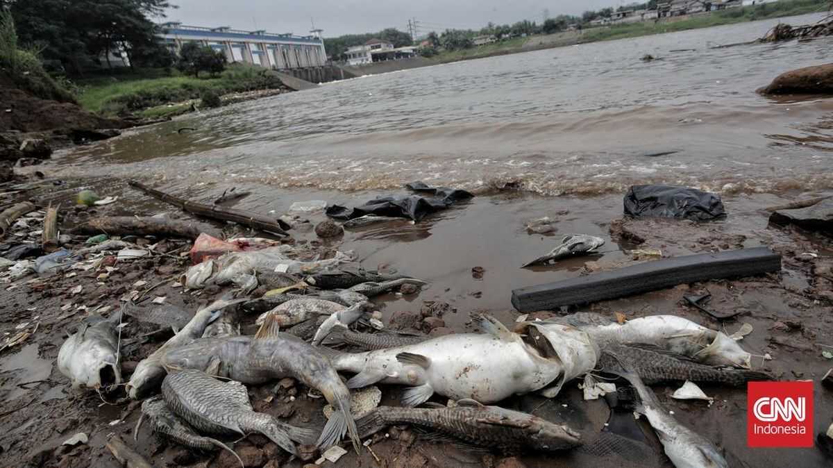 Residents Speak After Eating Chemically Contaminated Cisadane River Fish: Smells Like Diesel