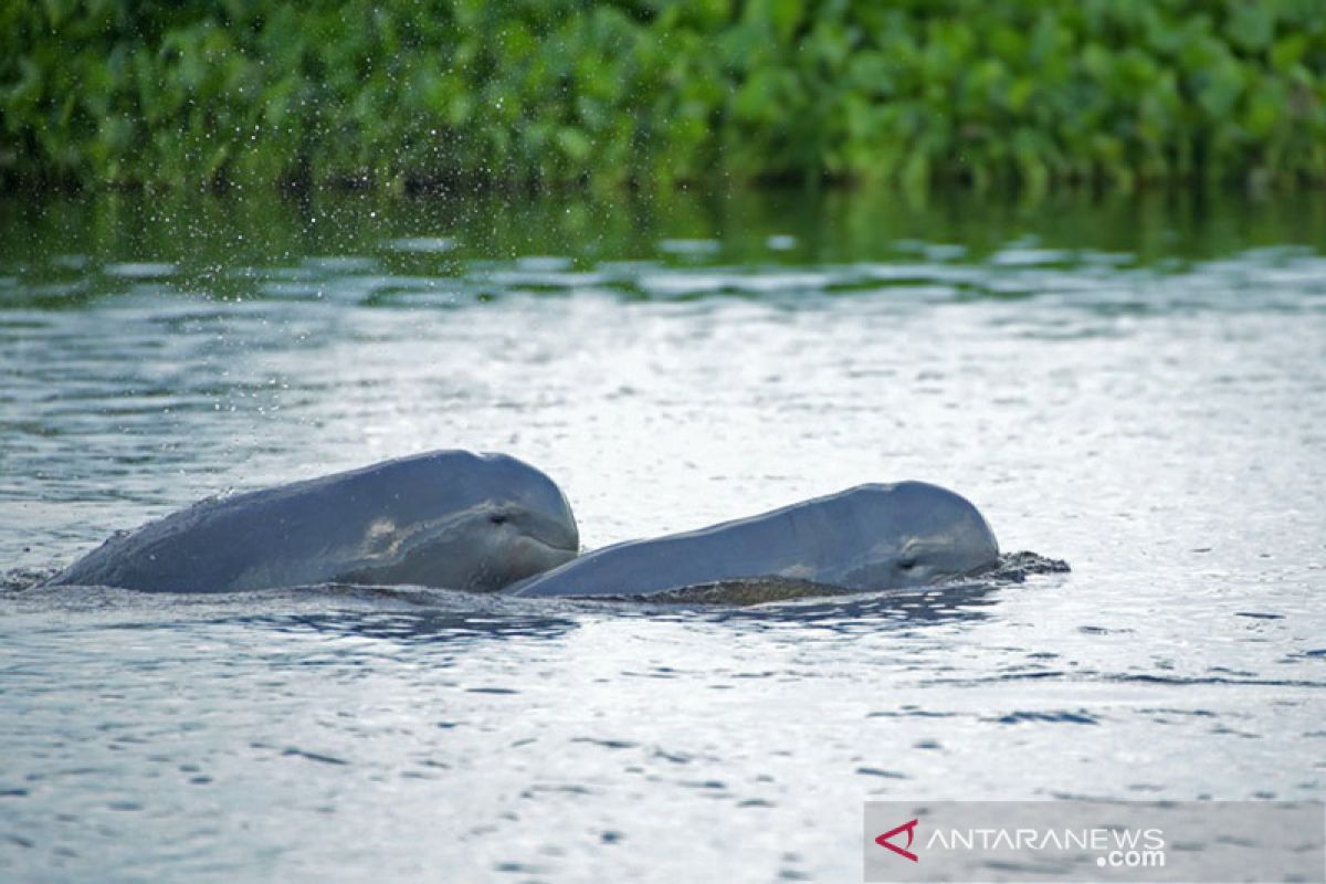 Indonesia takes emergency steps to save Mahakam dolphin