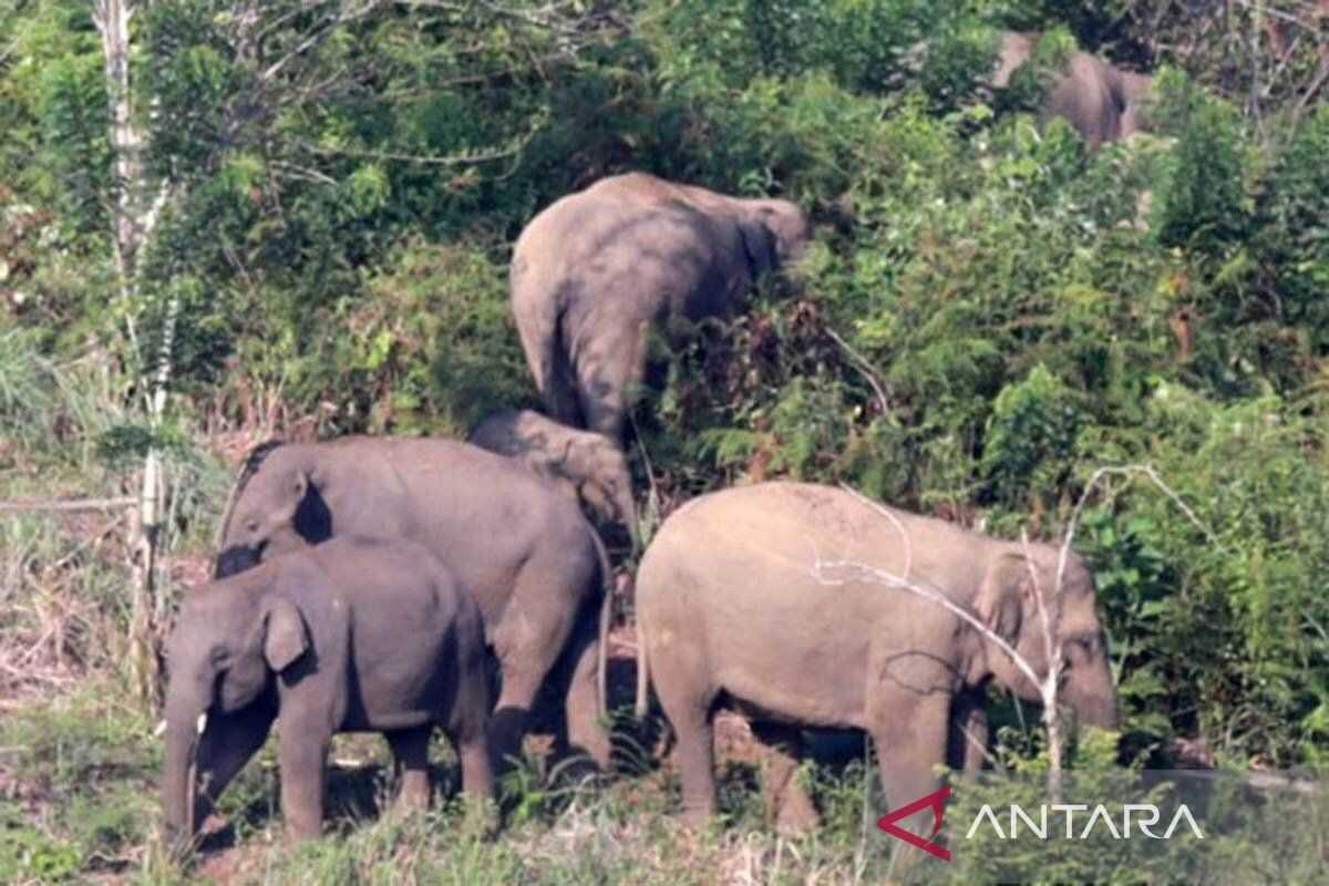 Aceh builds 80 km of electric fence to deter elephants