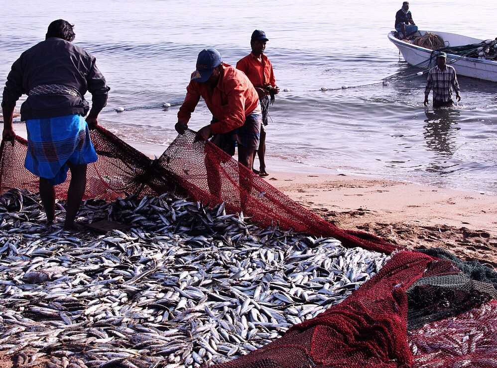 Fisheries Exports Made Easier as KKP Launches Siap Mutu Application