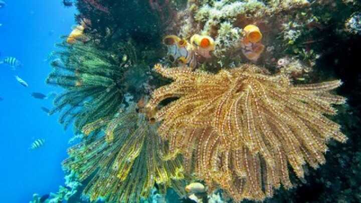 Pulau Pari Residents File Environmental Lawsuit Against Marine Spatial Utilisation Permit at Jakarta Administrative Court