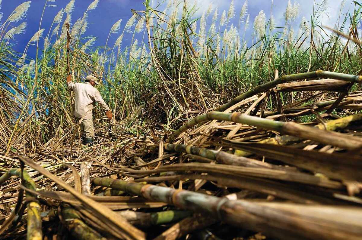 Merauke Food Estate to Drive Sugar Self-Sufficiency and Bioethanol Energy Transition