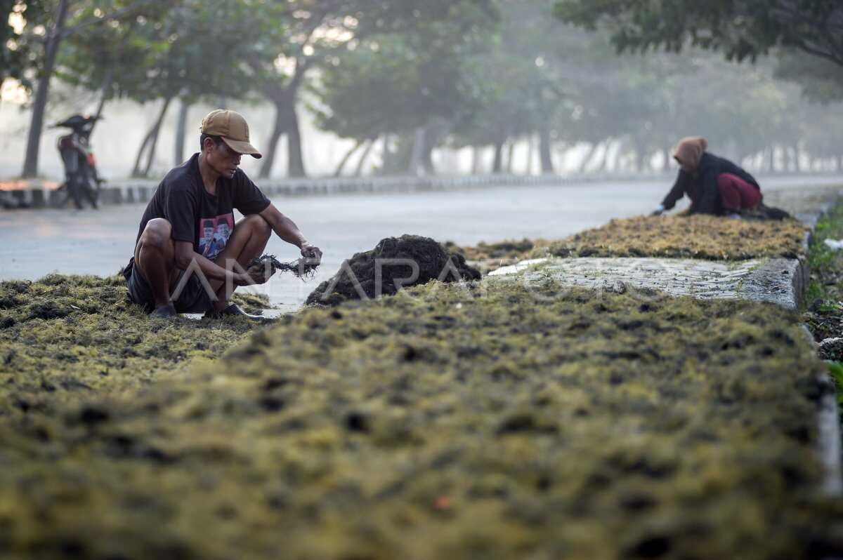 Ministry of Investment and Downstreaming Focuses on Seaweed Industry Development