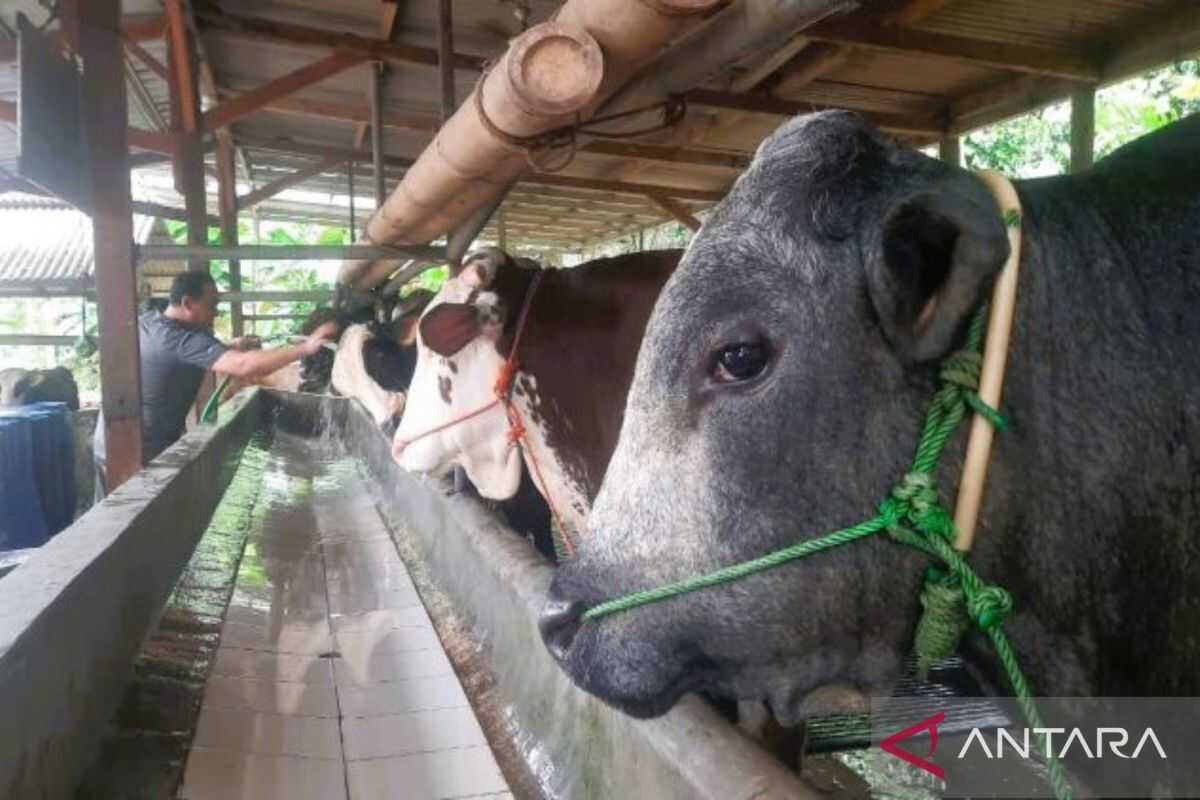 Village-Owned Enterprise in Bekasi Develops Cattle Farming to Strengthen Food Security