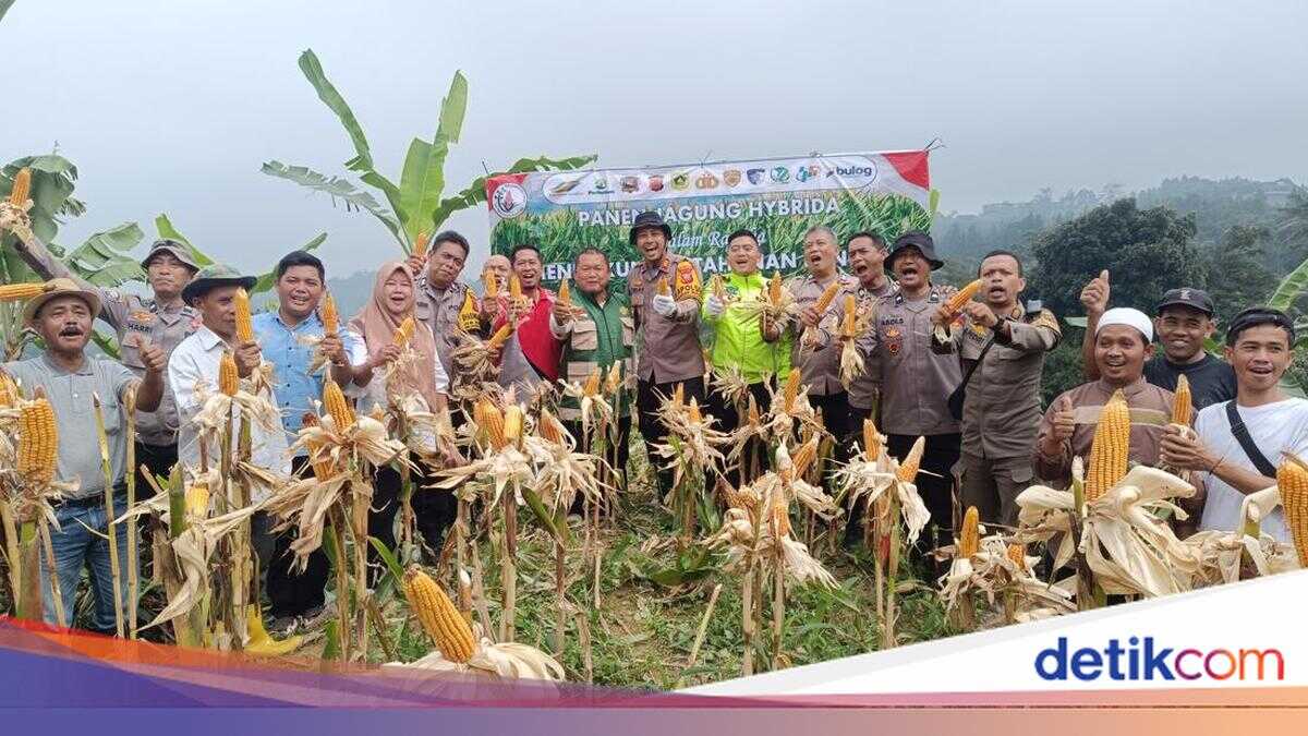 Supporting Food Security, Police Harvest 1 Tonne of Maize in Bogor
