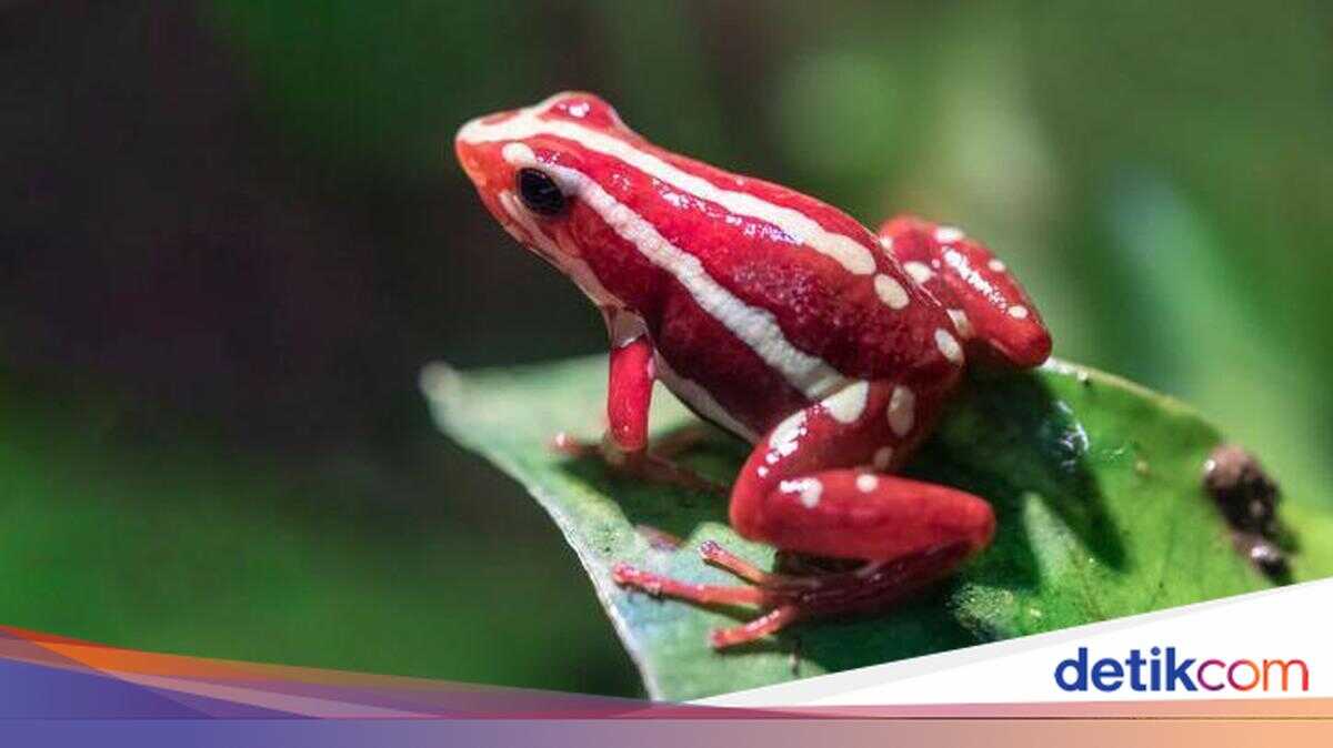 What Are the Poison Dart Frogs Allegedly Used to Kill Alexei Navalny?