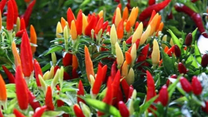 Bapanas Reveals Root Cause Behind Soaring Bird's Eye Chilli Prices