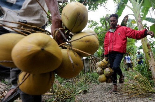 BKHIT: Whole Coconuts from Natuna a Top Commodity Ahead of Ramadan — Key Facts