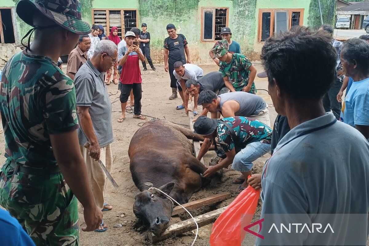 Welcoming Ramadan, Disaster Victims in South Tapanuli Celebrate with Cattle Slaughter