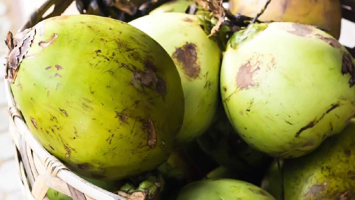 Viral Video of Whole Coconut as Free Nutritious Meal Menu in East Kalimantan Prompts Official Clarification