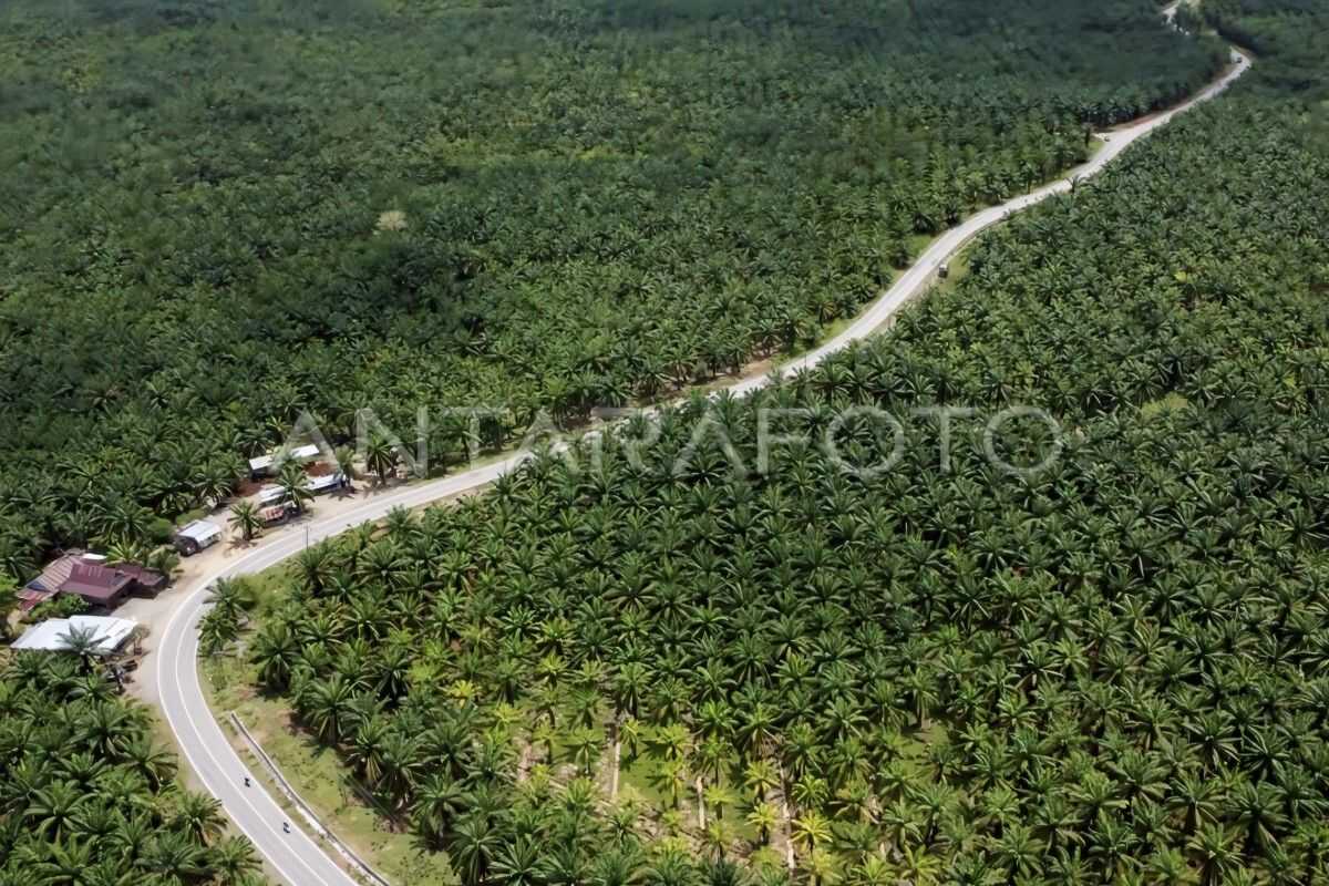 POPSI: Smallholder Palm Oil Disputes Must Be Resolved Through Forest Area Restructuring in Accordance with Regulations