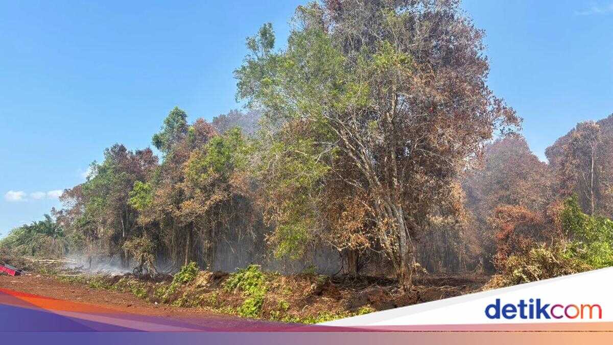 Police Name Regional State-Owned Enterprise Employee as Suspect in Bengkalis Forest Encroachment Case