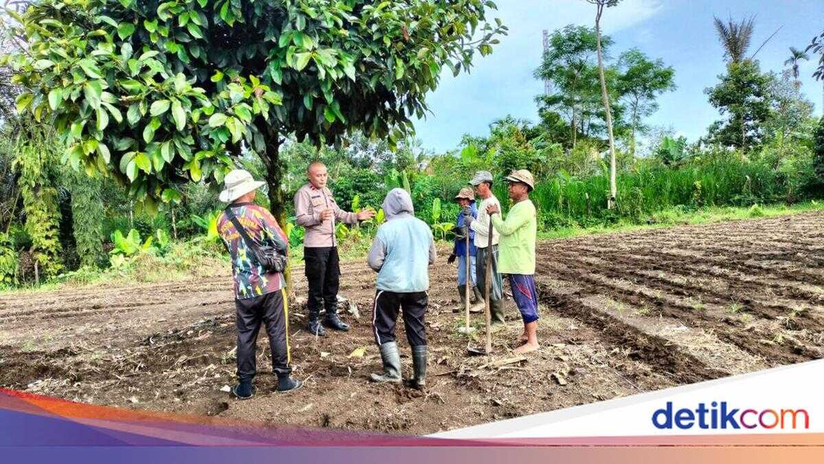 How Deputy Police Chief Subamia Boosts Bangli Residents' Economy Through Elephant Ginger Cultivation