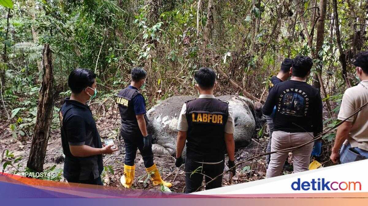 Police Narrow Net Around Hunters, Trace Elephant Ivory Sellers in Riau