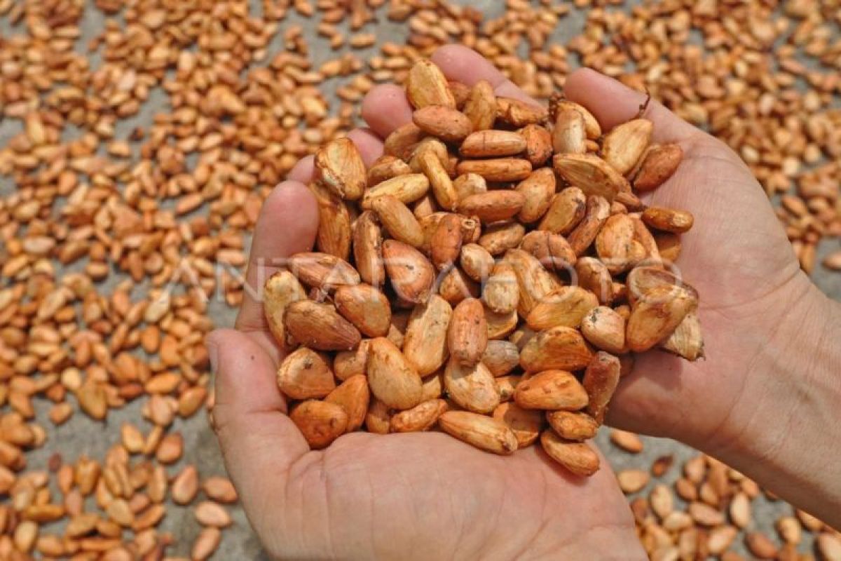 Lombok's cacao journey towards downstreaming