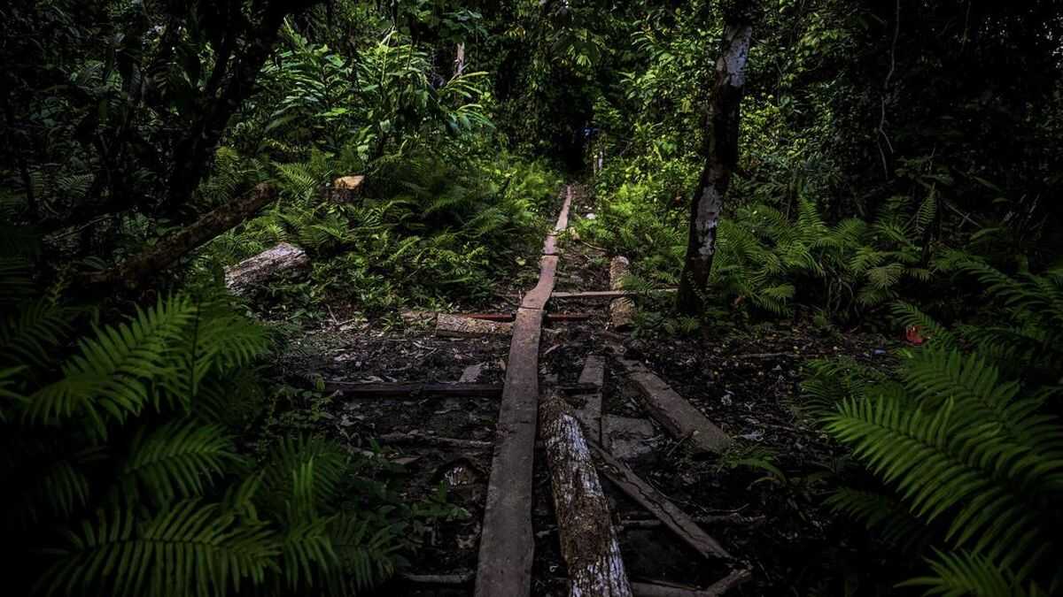 Forestry Minister Expands Social Forestry: Targeting 1.4 Million Hectares of Customary Forest in Four Years