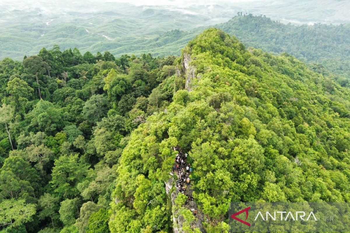 New Capital Provides Space for Wildlife and Rebuilds Kalimantan's Endemic Forests