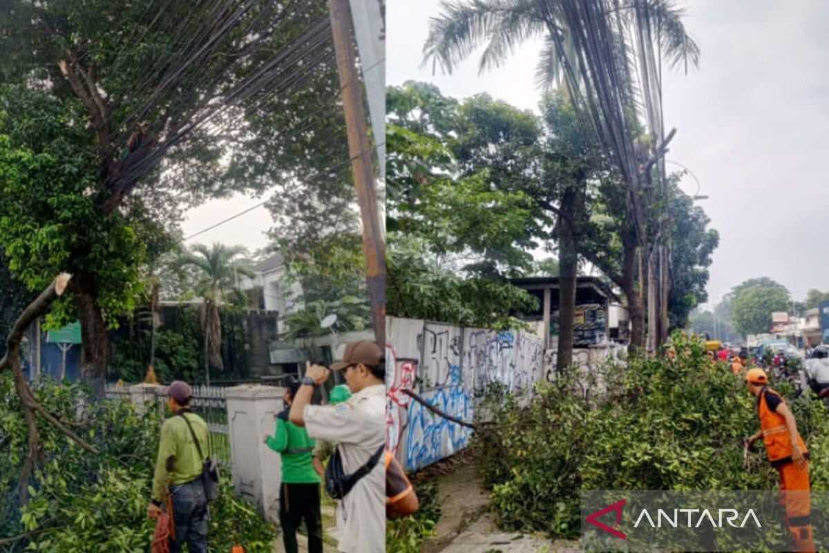 East Jakarta Government Prunes Trees at Risk of Falling Along Jalan Raya Bogor