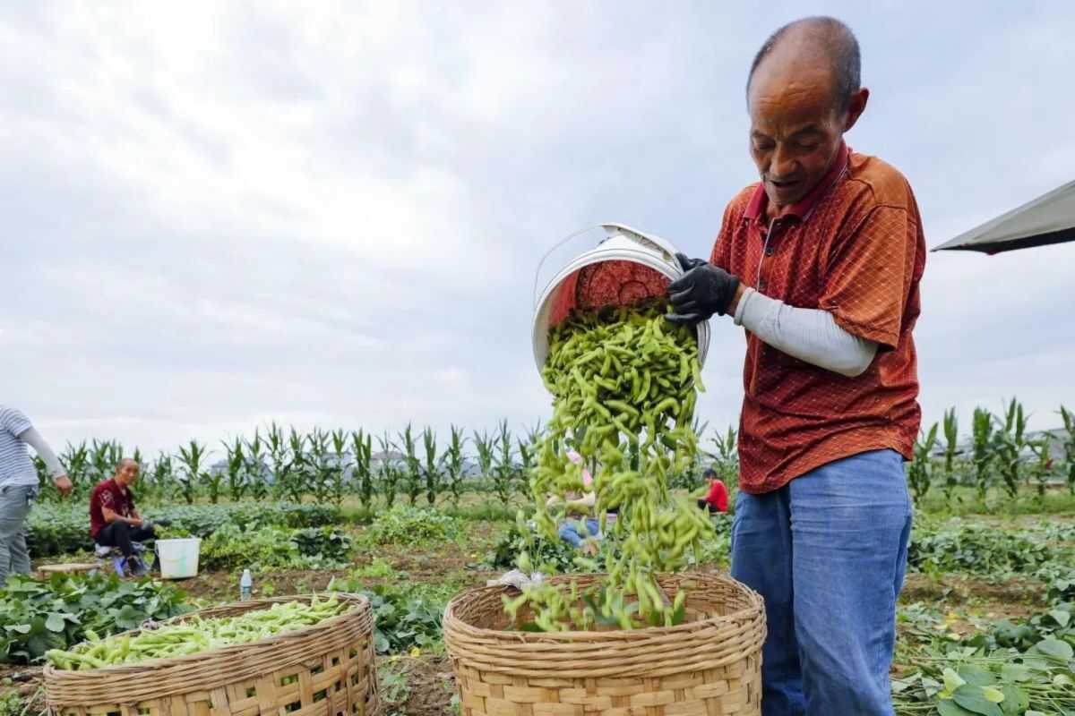 Indonesia says zero-tariff US farm imports won't hurt local industry