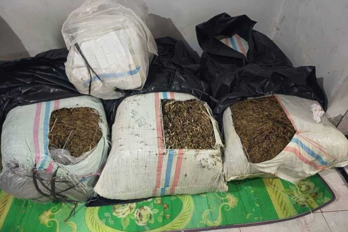 Aceh Provincial Police Foil Distribution of 50 Kilogrammes of Cannabis