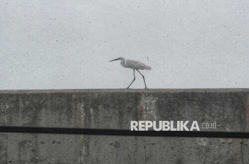 AWC 2026 Census Discovers 99 Bird Species Along Jakarta's Coast