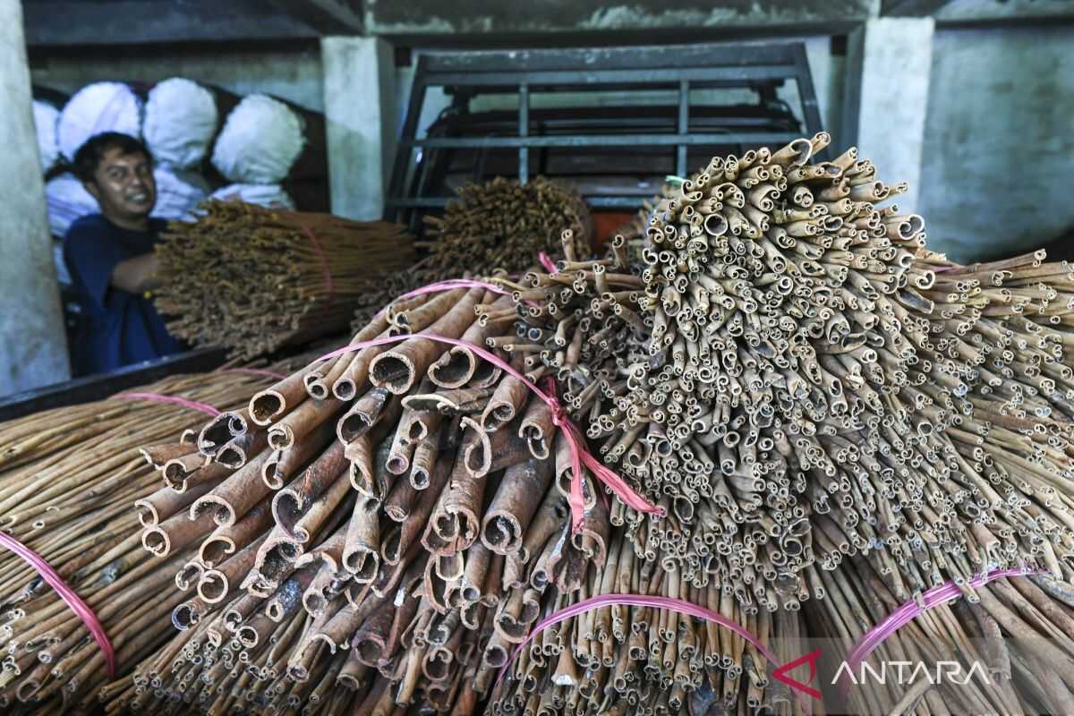 Cinnamon bark trade begins recovery following disaster in Agam, West Sumatra