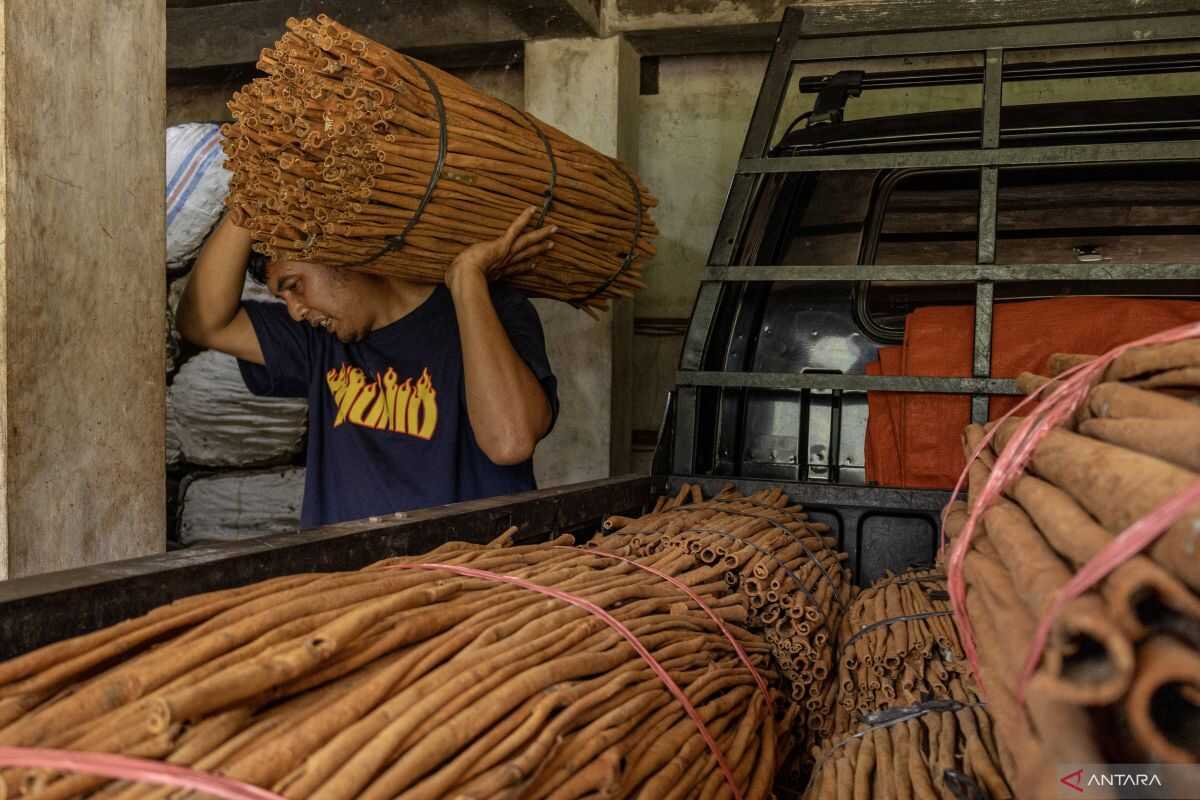 Malalak Farmers Urge Government to Address Cinnamon Selling Prices