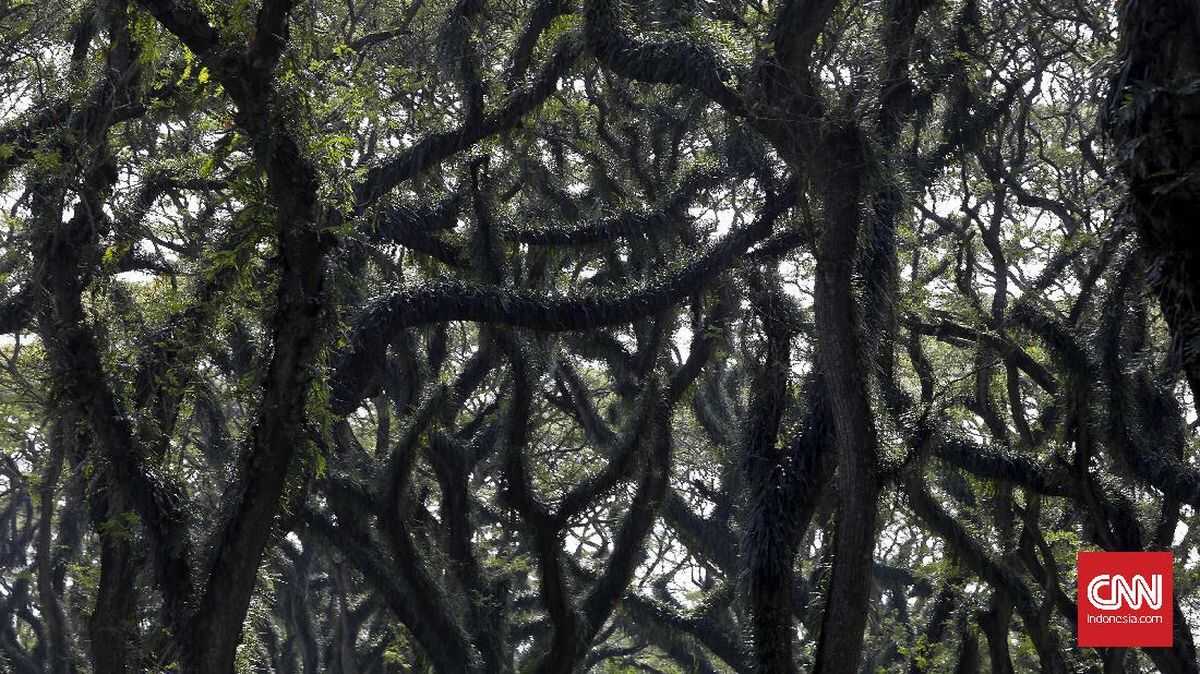 Forestry Minister Hands Over 492-Hectare Community Forest to Banyuwangi Residents