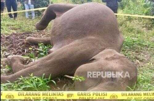 Human-Wildlife Conflict in Aceh: Elephant Dies from Electrocution, Resident Killed by Trampling