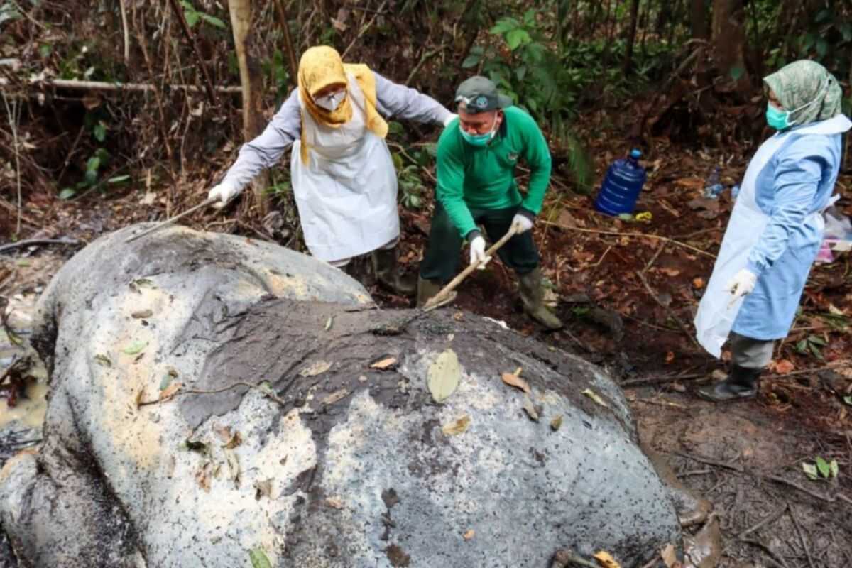 Conservation crisis: Endangered Sumatran elephant shot and dismembered for ivory in Riau