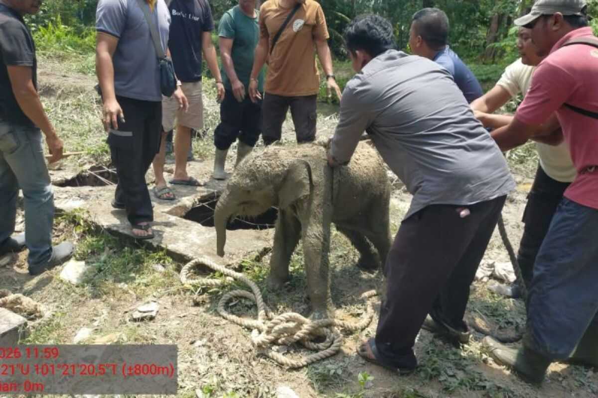 Baby elephant rescued from septic tank in Riau