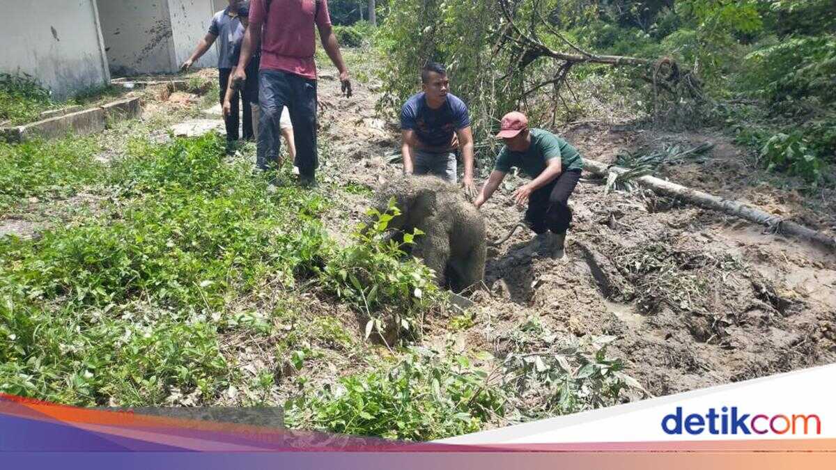 Baby Elephant Guided Back to Forest After Rescue from Septic Tank in Riau