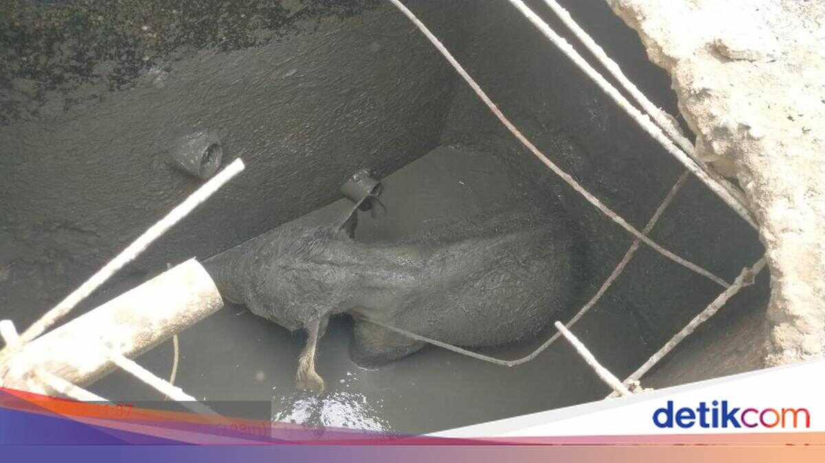 How a Herd of Elephants Damaged Company Housing in Riau After Calf Fell Into Septic Tank
