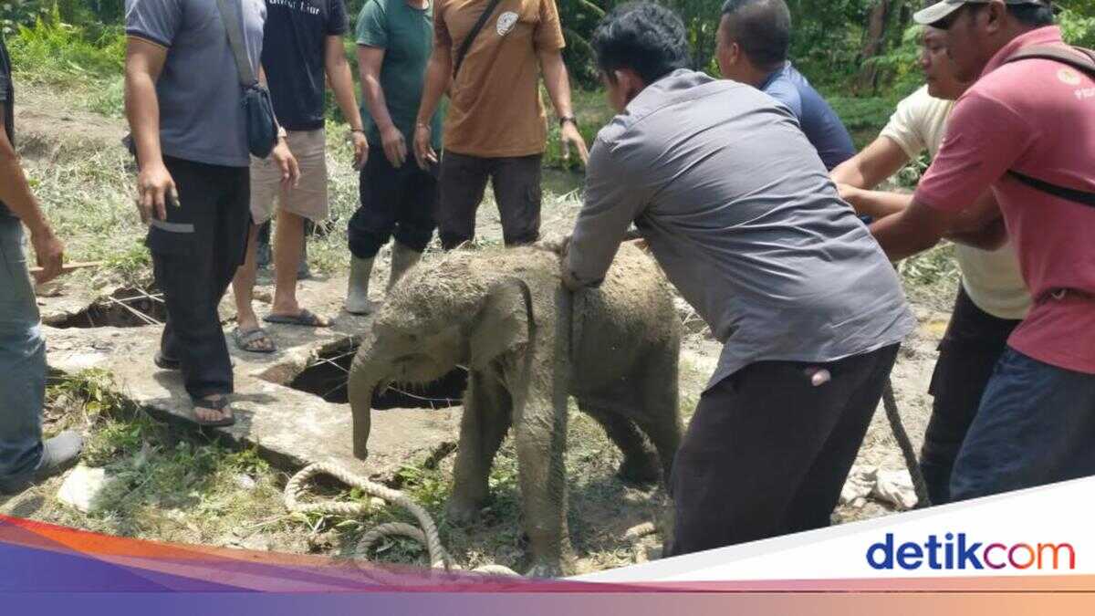 Baby Elephant Falls into Septic Tank in Riau, Herd Rampages Through Workers' Quarters
