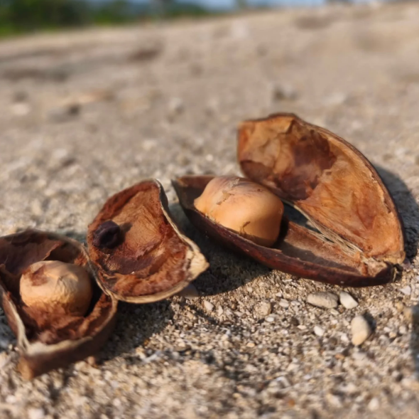 From Biodiesel to Malapari: Indonesia's Push Toward Sustainable Alternative Fuels