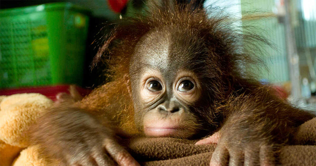 Orangutan Rehabilitation Crisis: Structural Strains Persist Despite Ongoing Releases