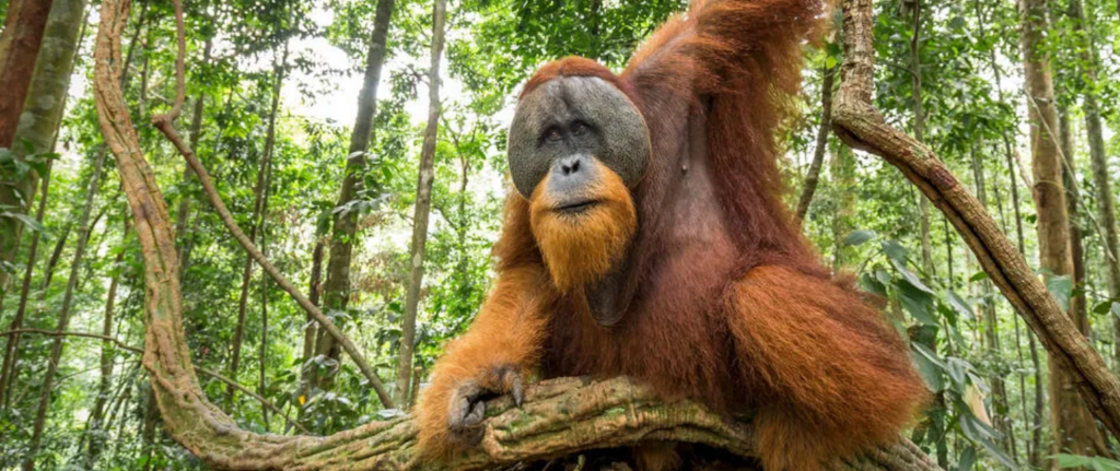 North Sumatra Floods Accelerate Ecological Crisis for World's Most Vulnerable Orangutan Population