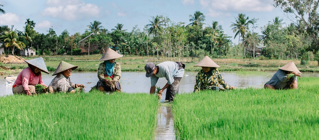 Indonesia's Rice Import Ban Faces New Tests After Sabang Seizure