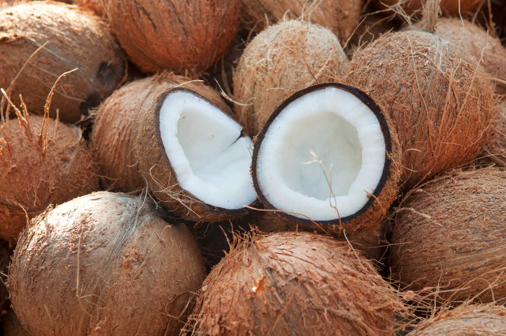 Indonesia's Coconut Exports Surge 146% on Government Support and Strategic Market Access