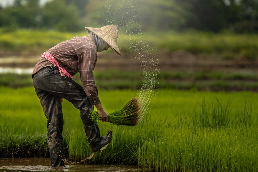 Indonesia's Rice Production Hits New High