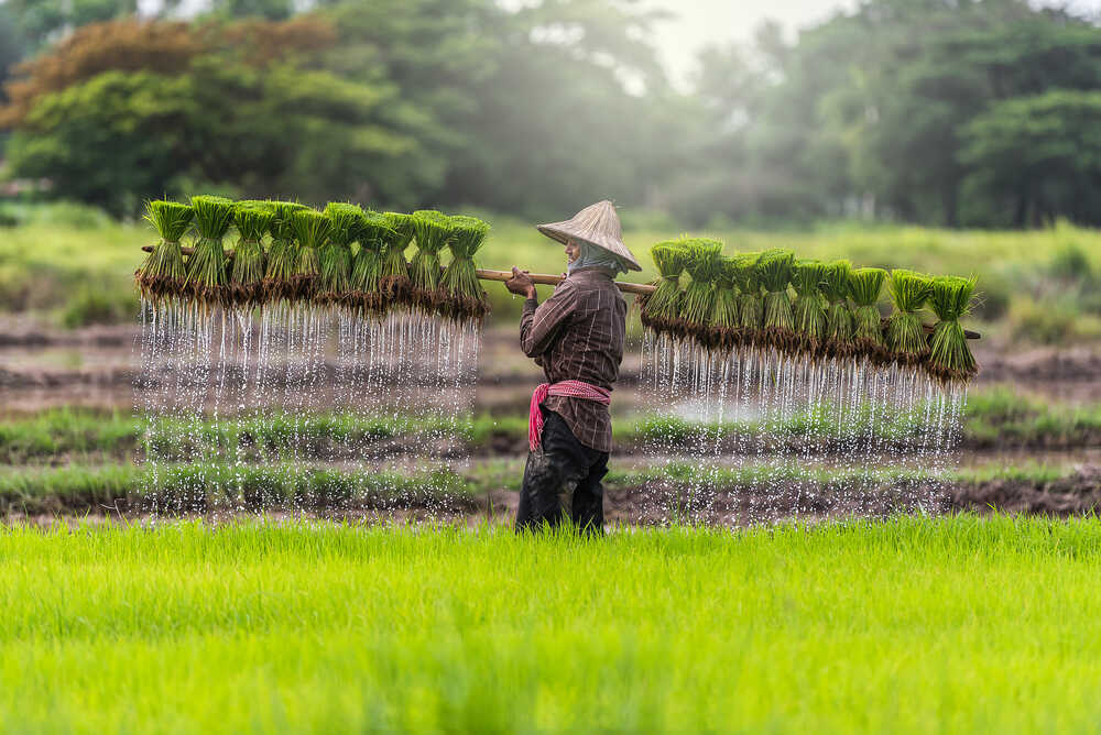 Indonesia Prioritises Domestic Rice Absorption for Self-Sufficiency