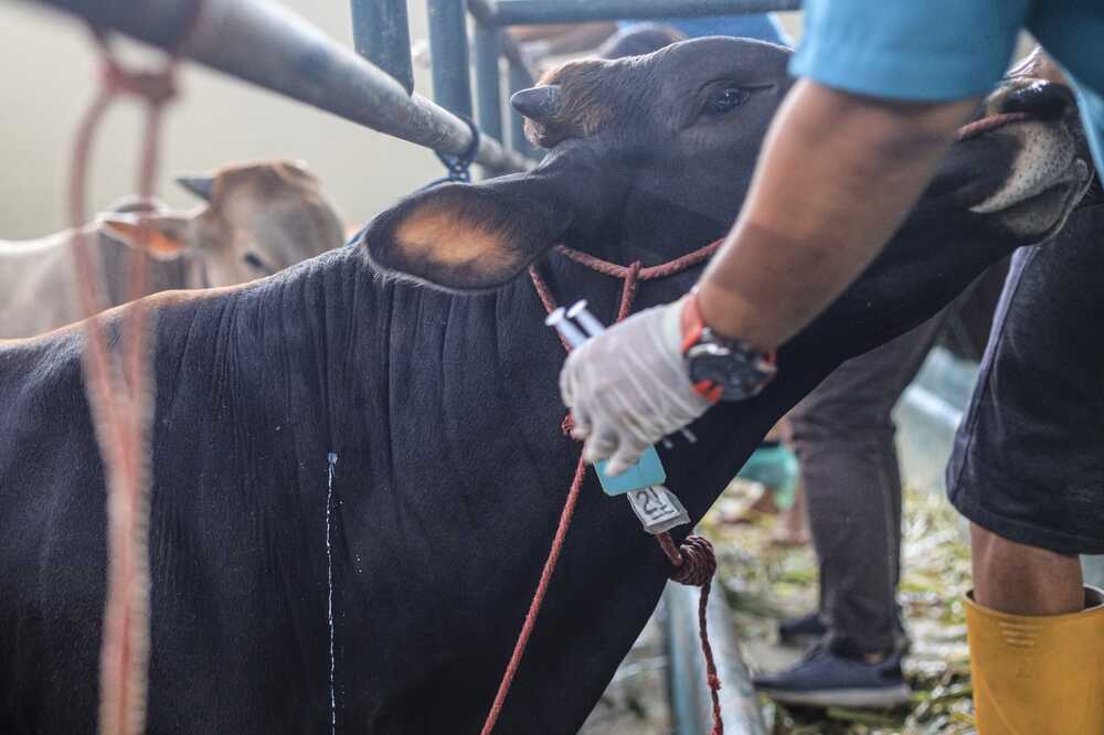 Indonesia Launches Mass Vaccination Campaign Against Foot and Mouth Disease