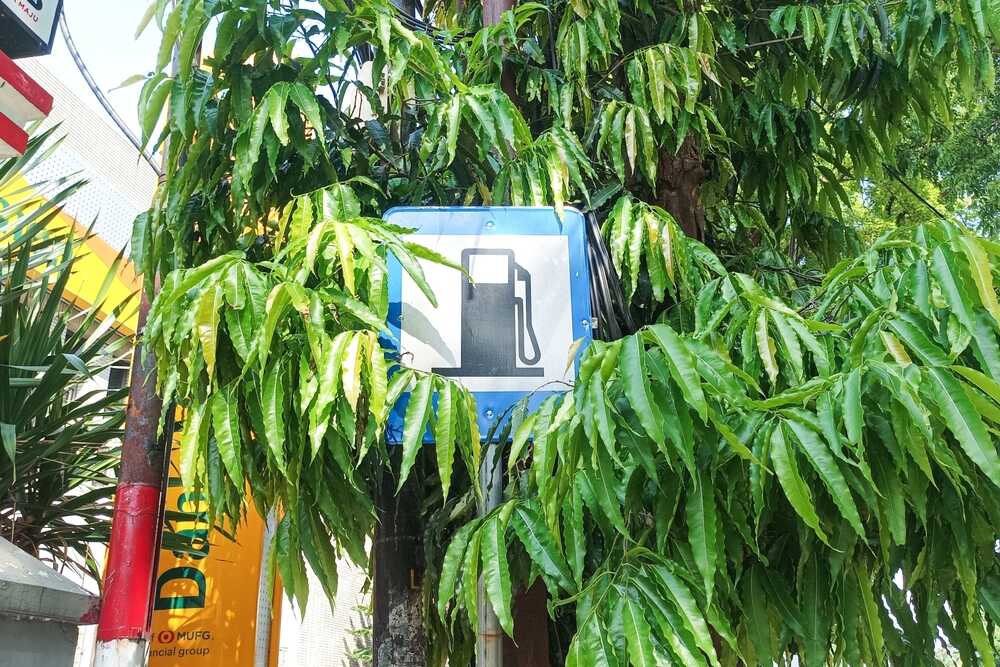 Indonesia's Gradual Shift to B100 Biodiesel: Securing Energy Independence and Cutting Emissions