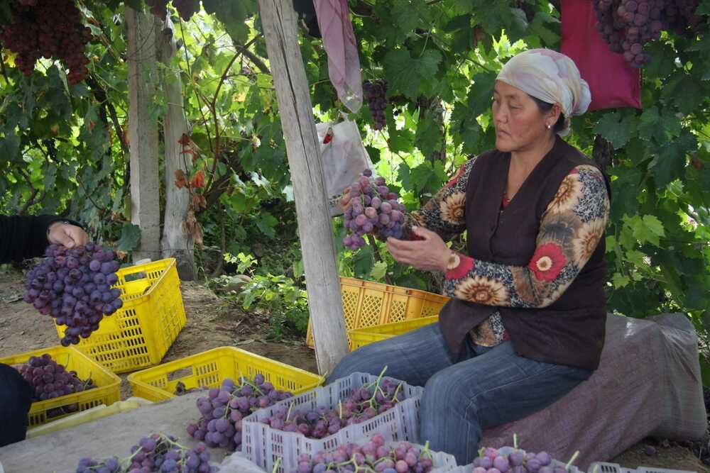 Contaminated Muscat Grapes from China: International Calls for Stricter Food Safety Regulation