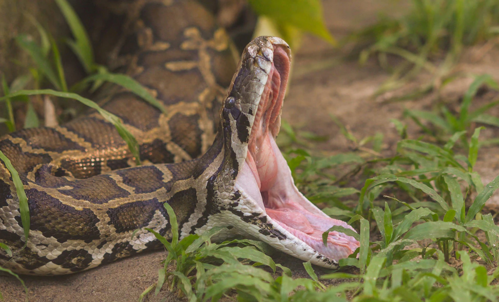 Missing Indonesian Mother Found Dead Inside Python