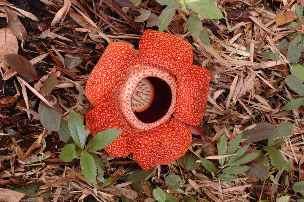 Giant Rafflesia Flower Blooms in West Sumatra, Drawing Interest from Conservationists and Tourists Alike