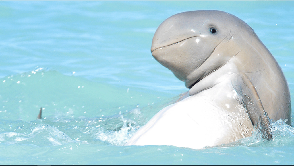 Kutai Kartanegara Strengthens Snubfin Dolphin Conservation through Regional Cooperation Framework